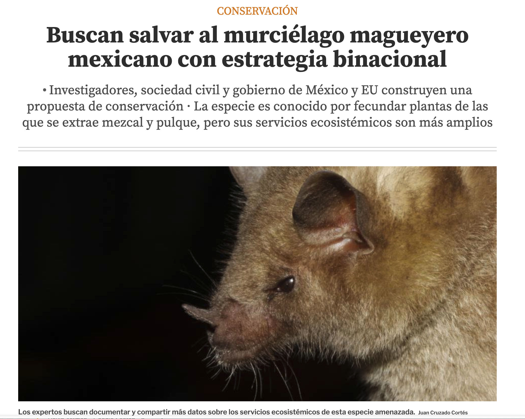 Leptonycteris nivalis es uno de los polinizadores más importantes